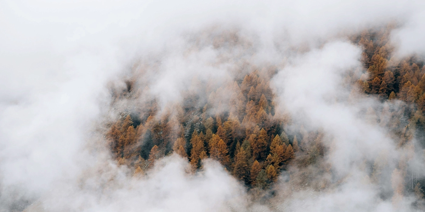 Autumn forest in the mountains shrouded in fog.