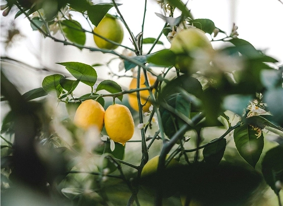 Lemon tree with fruits and blossoms outdoors.