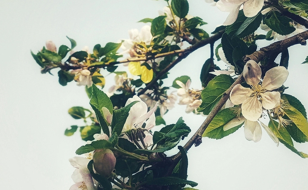 Close-up of apple blossoms on a branch against a pale sky.