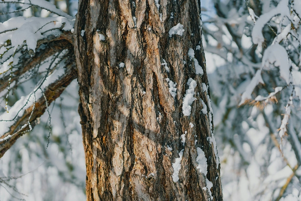 Tree bark in winter with snow, blurred background.