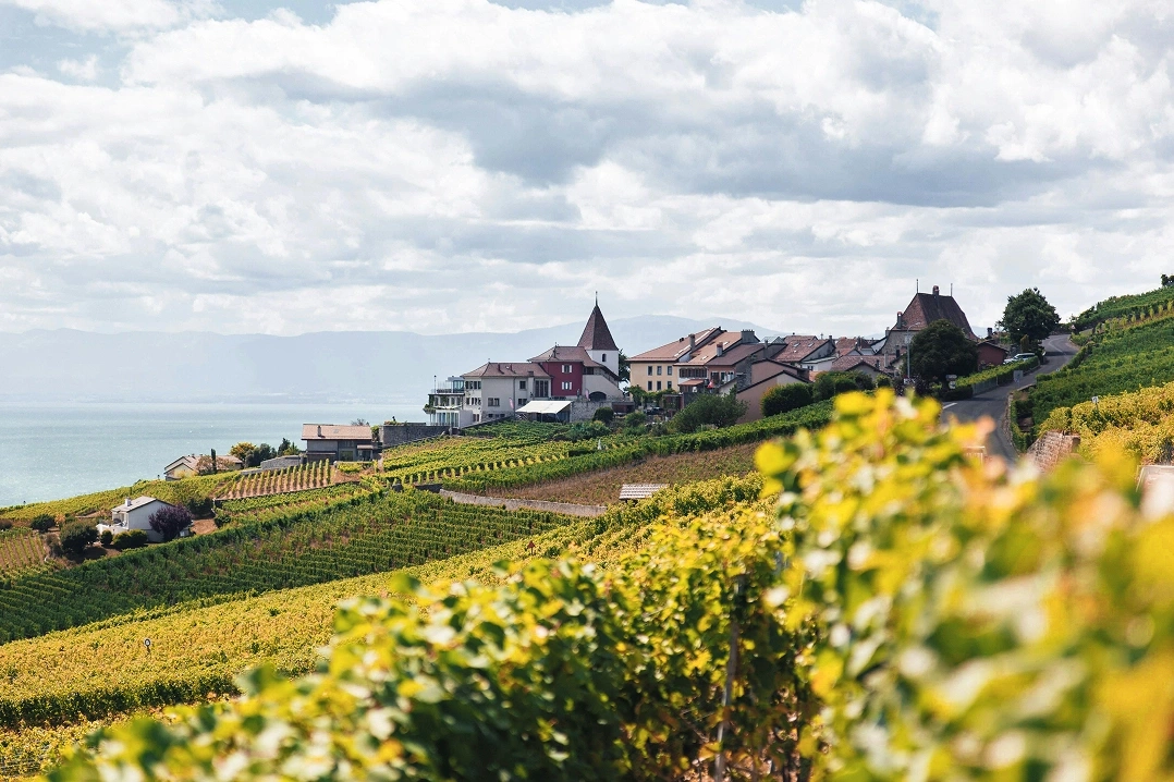 Vineyards with village on the lakeside in Switzerland