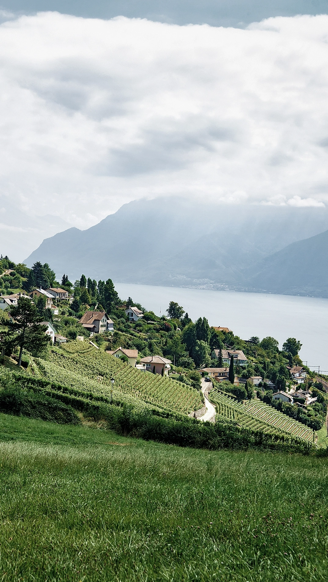 Houses on a hill with vineyards and a lake