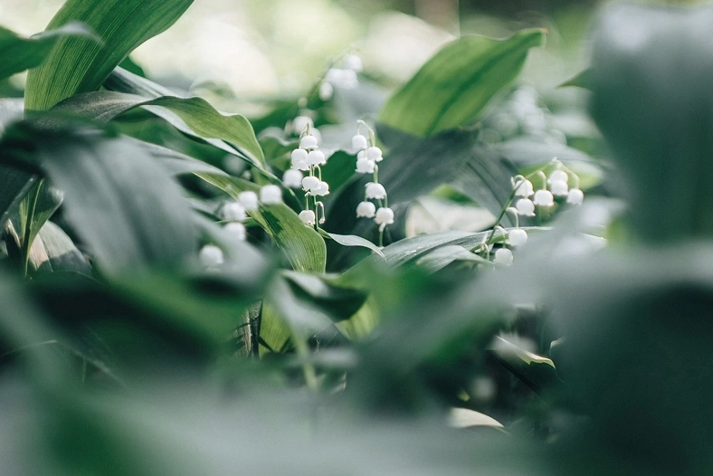 Lily of the valley with green leaves in soft focus.